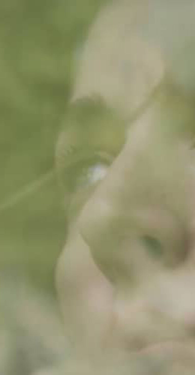 Caroline Polachek - I have a real love Caroline Polachek - I have a real love
